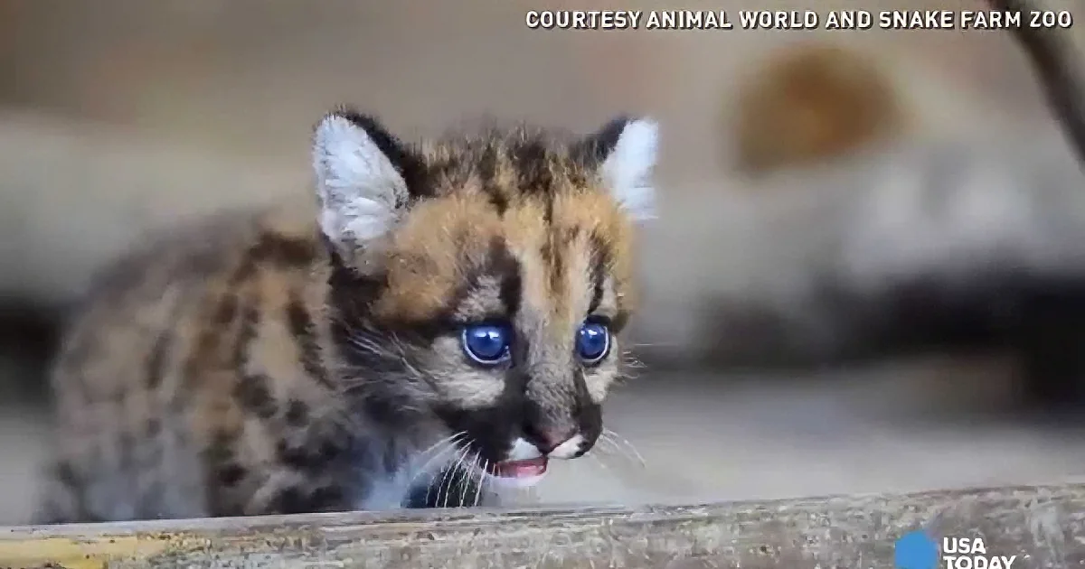 A baby serval with blue eyes and a blue collar is peeking over a log.