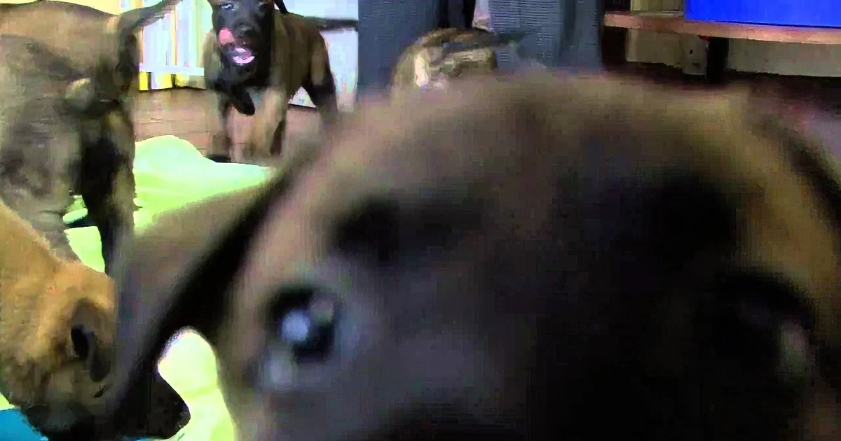 A close-up of a dog's face, with other dogs and a person in the background.