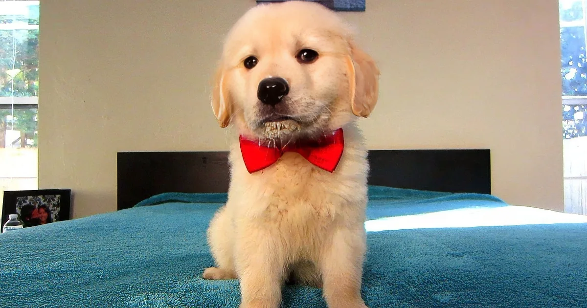 Cute Puppy Makes a Mess During His Special Valentine''s Day Surprise. Aww!
