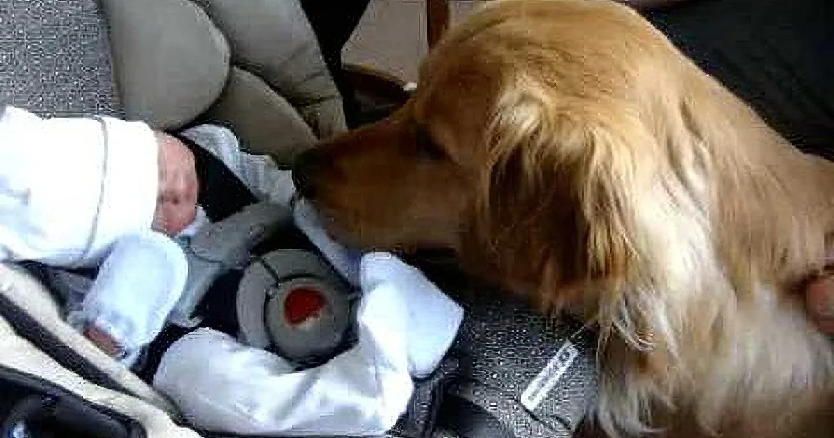 Adorable Golden Retriever Has a Touching First Meeting With His New Human Baby Brother!