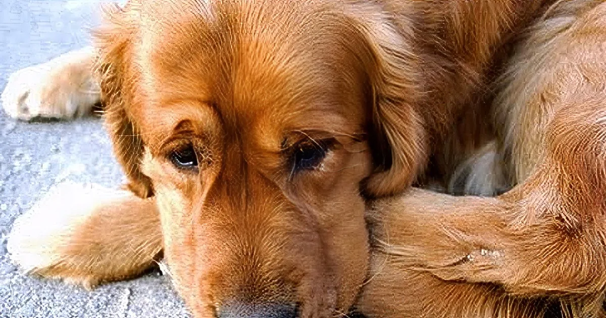 A golden retriever dog is lying down, looking sad and resting its head on its paw.