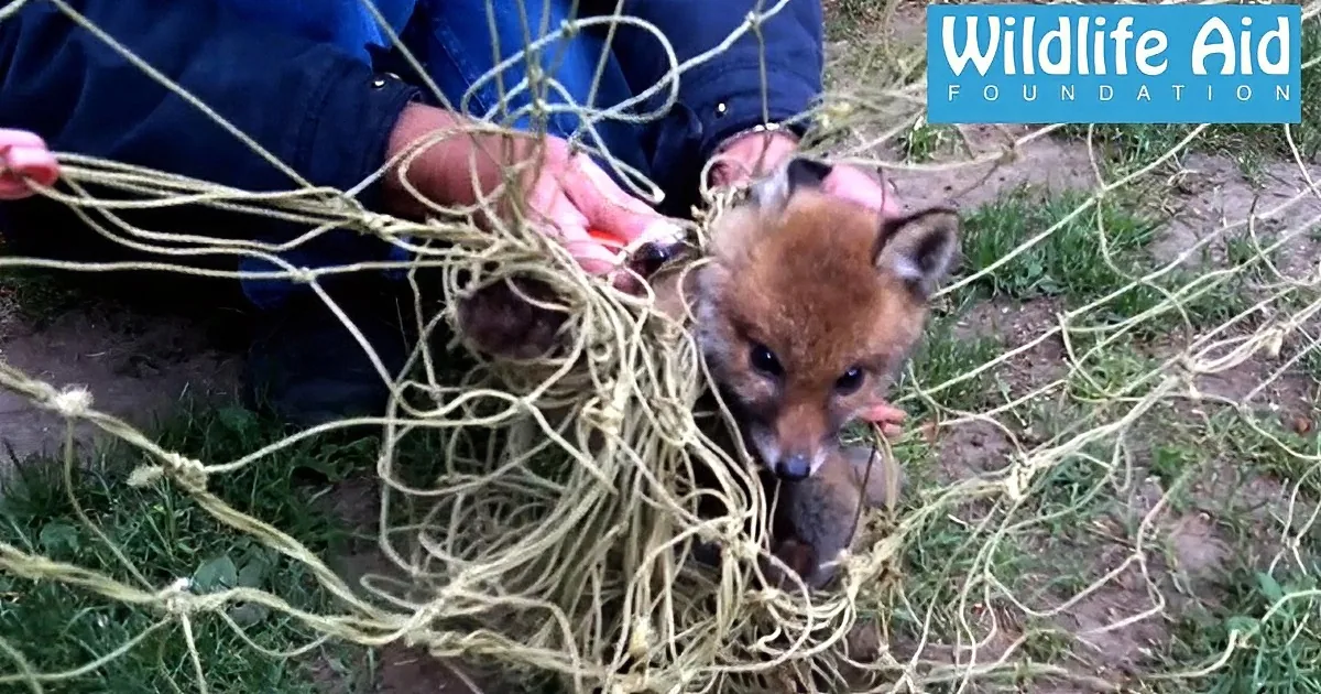 After He Got Stuck in a Goal Net, This Baby Fox Gets Rescued by Wildlife Aid!
