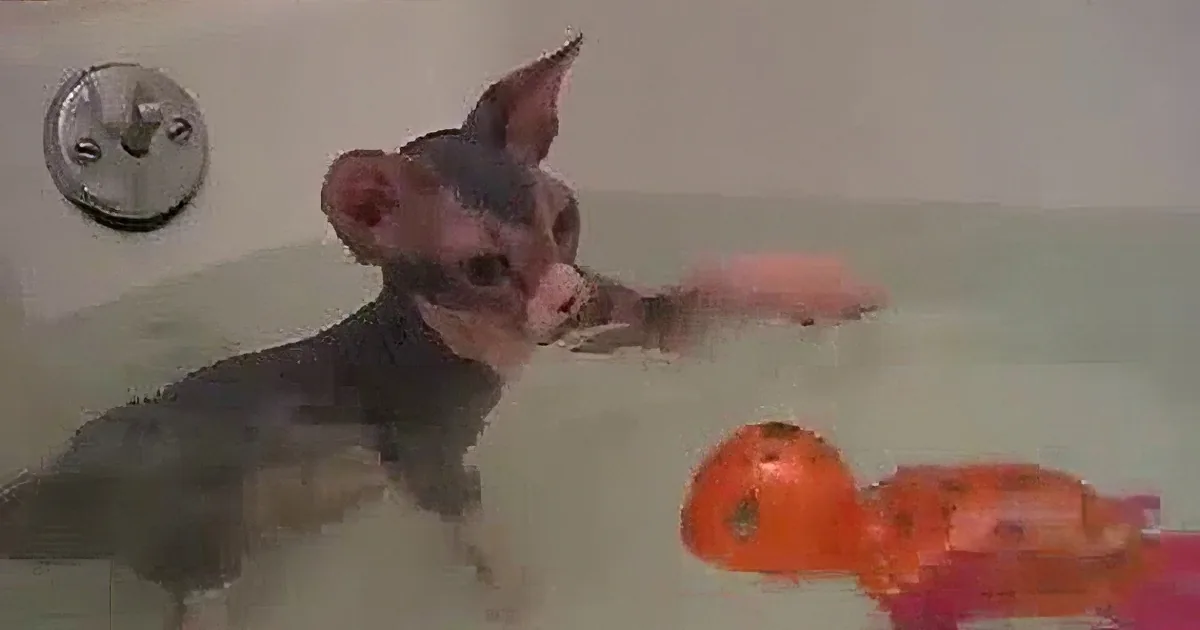 A cat with a shaved head stands in a bathtub, surrounded by floating orange and pink objects.