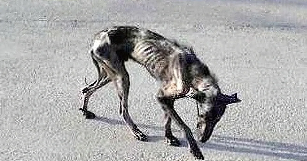 A dog with a bird perched on its back, both walking on a paved surface.