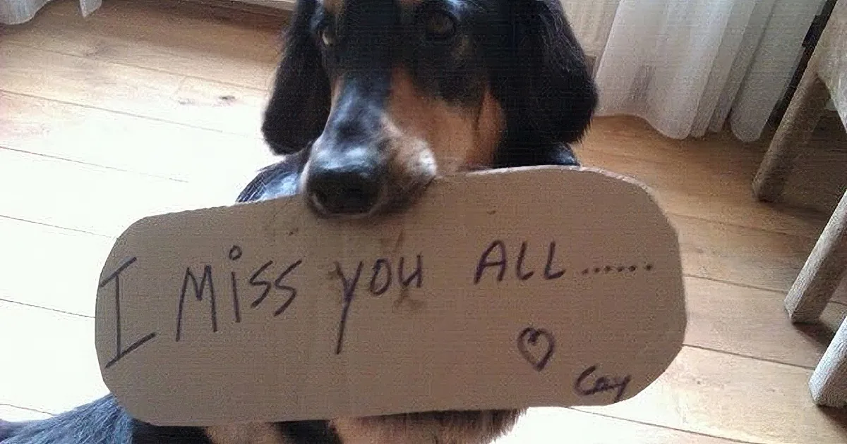 A dachshund holds a sign saying "I miss you all..." with a heart drawn on it.