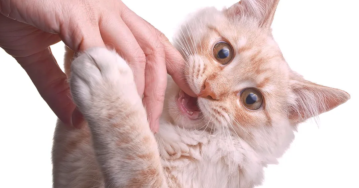 A ginger cat with wide eyes and an open mouth is being petted on its head.
