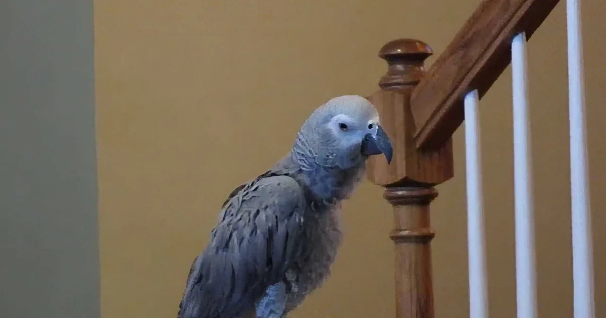 A grey parrot perches on a wooden railing, looking to the right.
