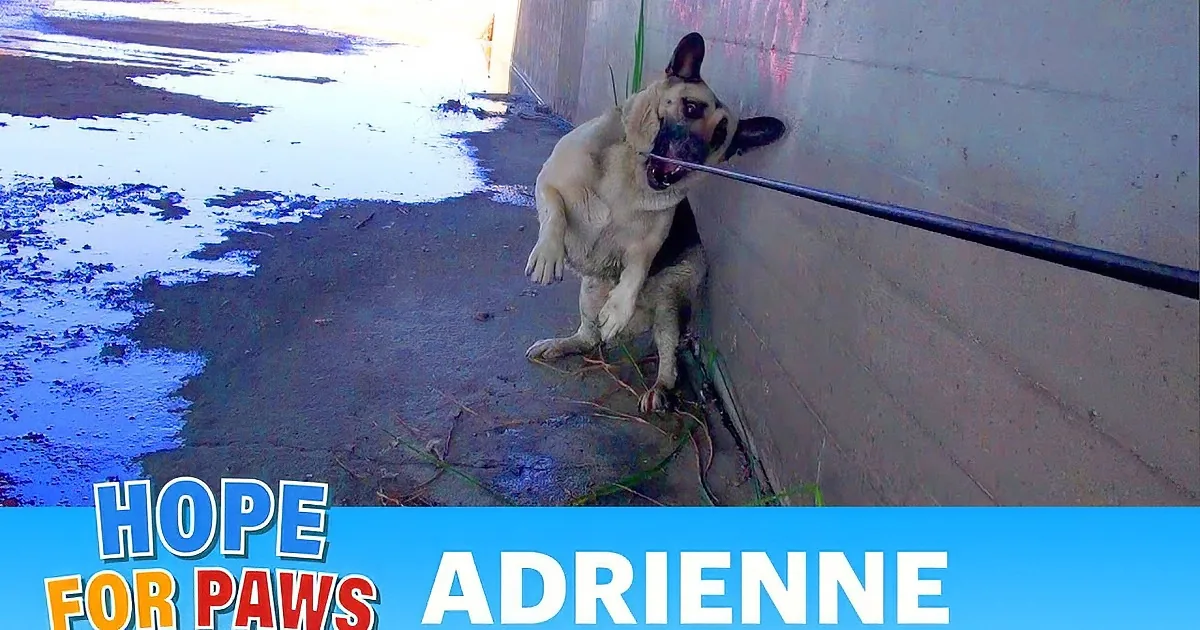A German Shepherd dog rests near a puddle, with text overlay mentioning the Los Angeles River rescue.