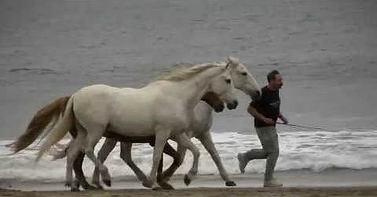 Two white horses gallop along the beach, with a person in the background.