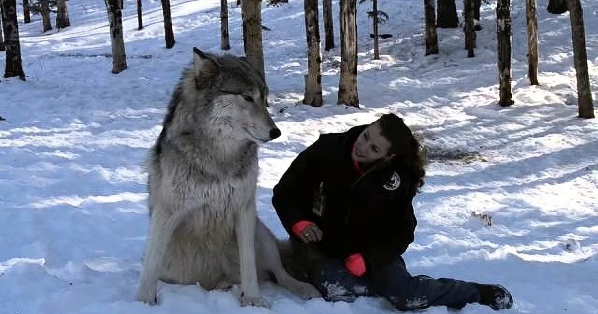 I Couldn't Believe How This Woman Reacted When a Wolf Walks Right up to Her!