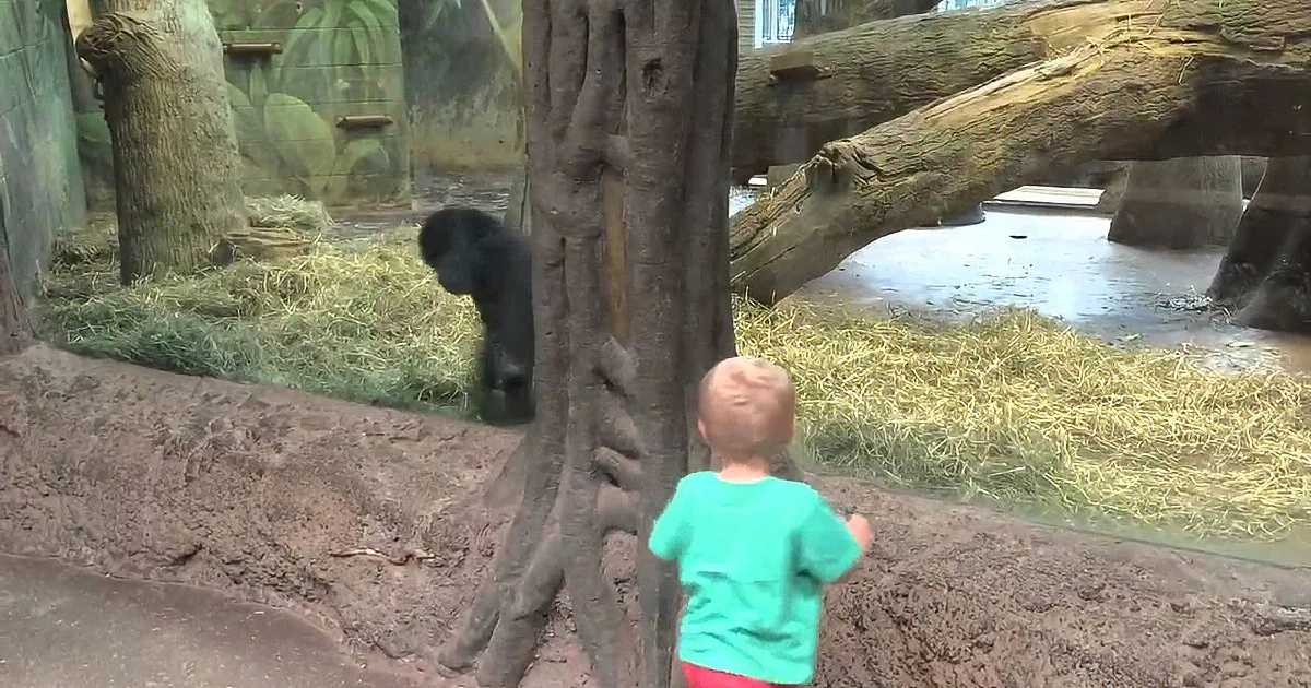 A Small Boy Meets a Gorilla in the Zoo. You Won''t Believe What the Ape Did Next!