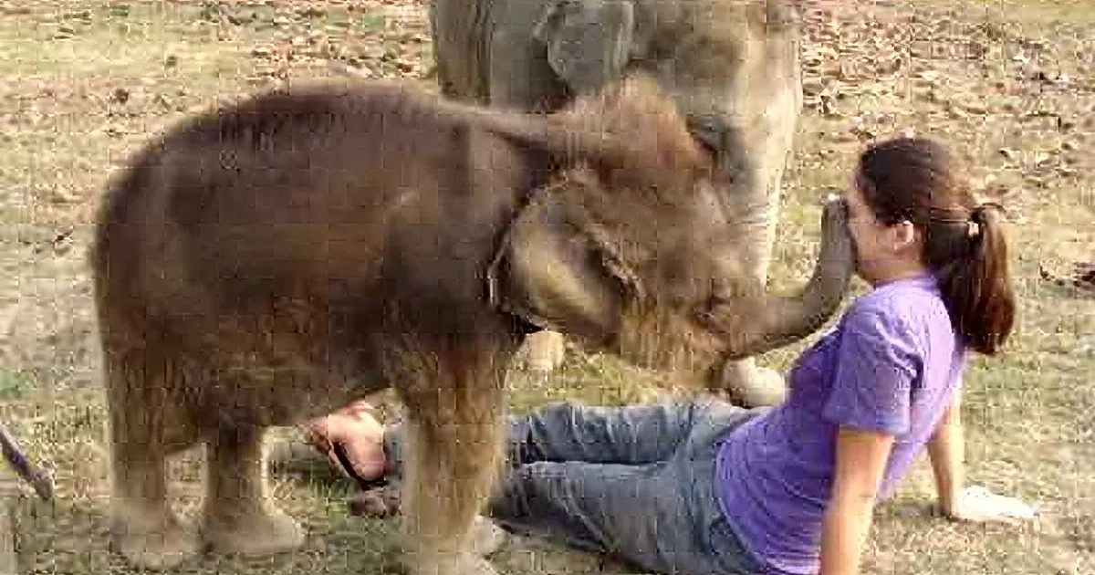 A baby elephant interacts with a person sitting on the ground, with another person nearby.