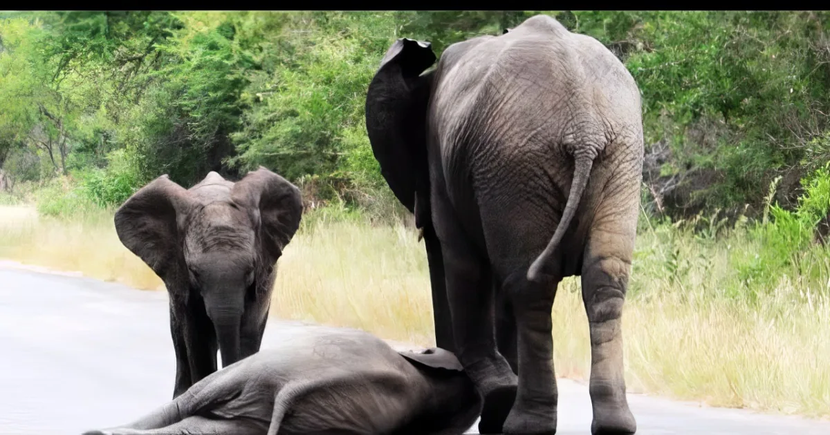 A baby elephant lies on the ground while an adult elephant stands nearby, both in a natural setting.