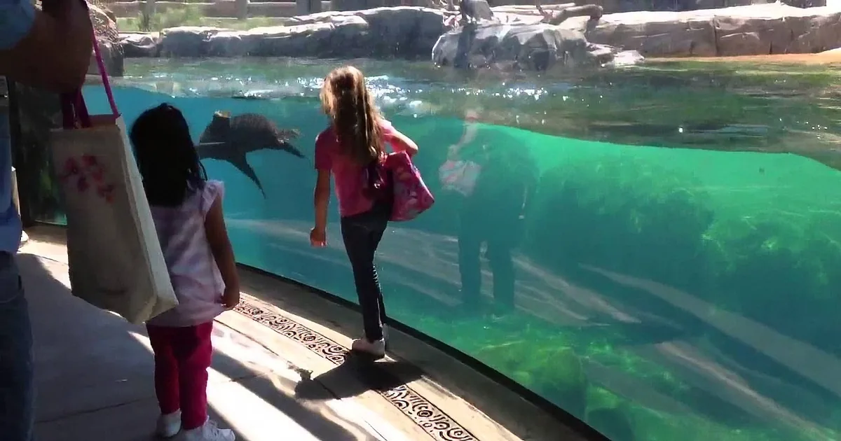 A Small Girl Fell to the Ground While Playing Around the Sea Lions. You Won''t Believe Their Reaction!