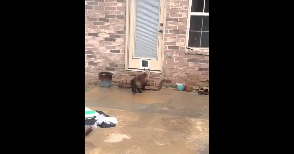 A cat sits on a patio near a brick wall and a door with a pet door.