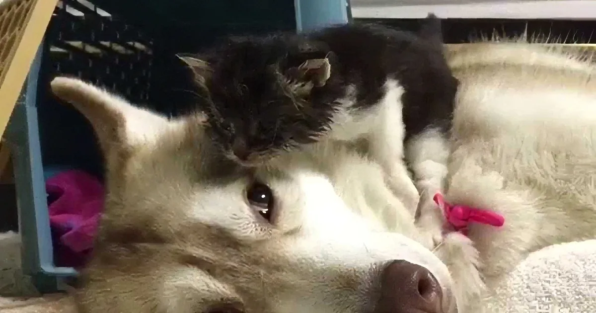 A fluffy black-and-white kitten rests on a dog's back, both appearing relaxed and content.