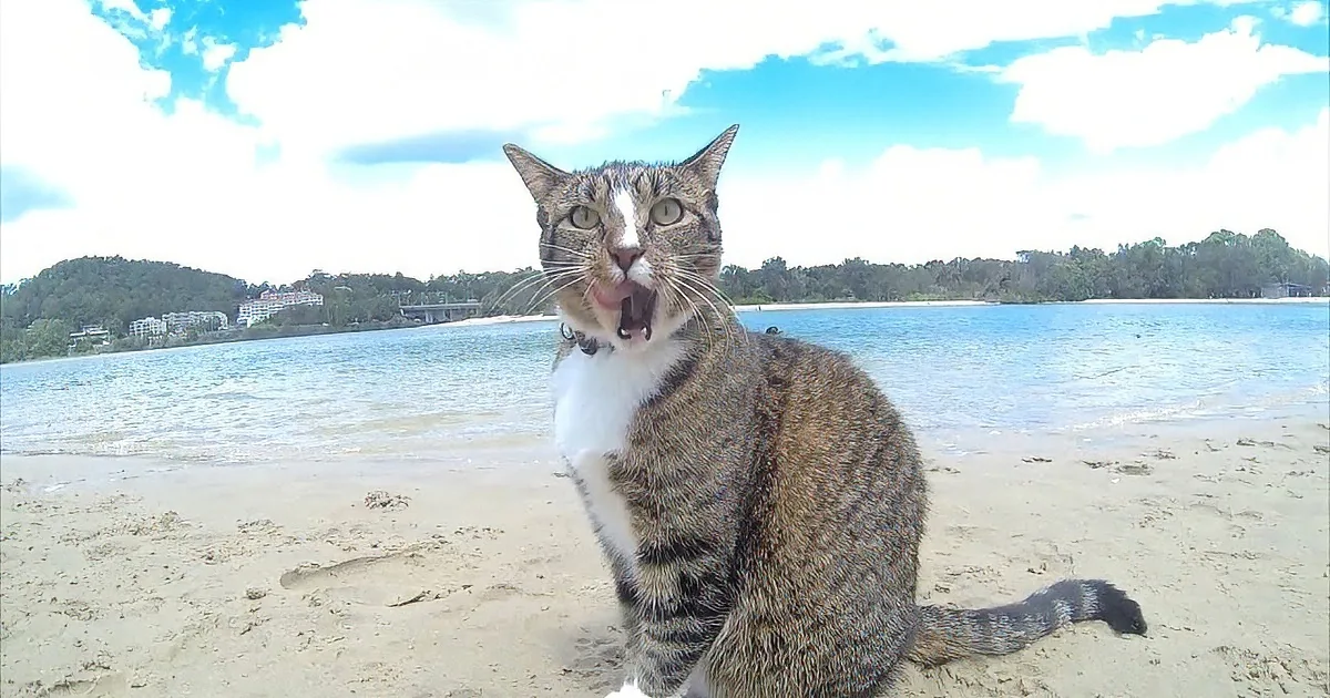 A tabby cat sits on sandy beach with water and trees in the background.