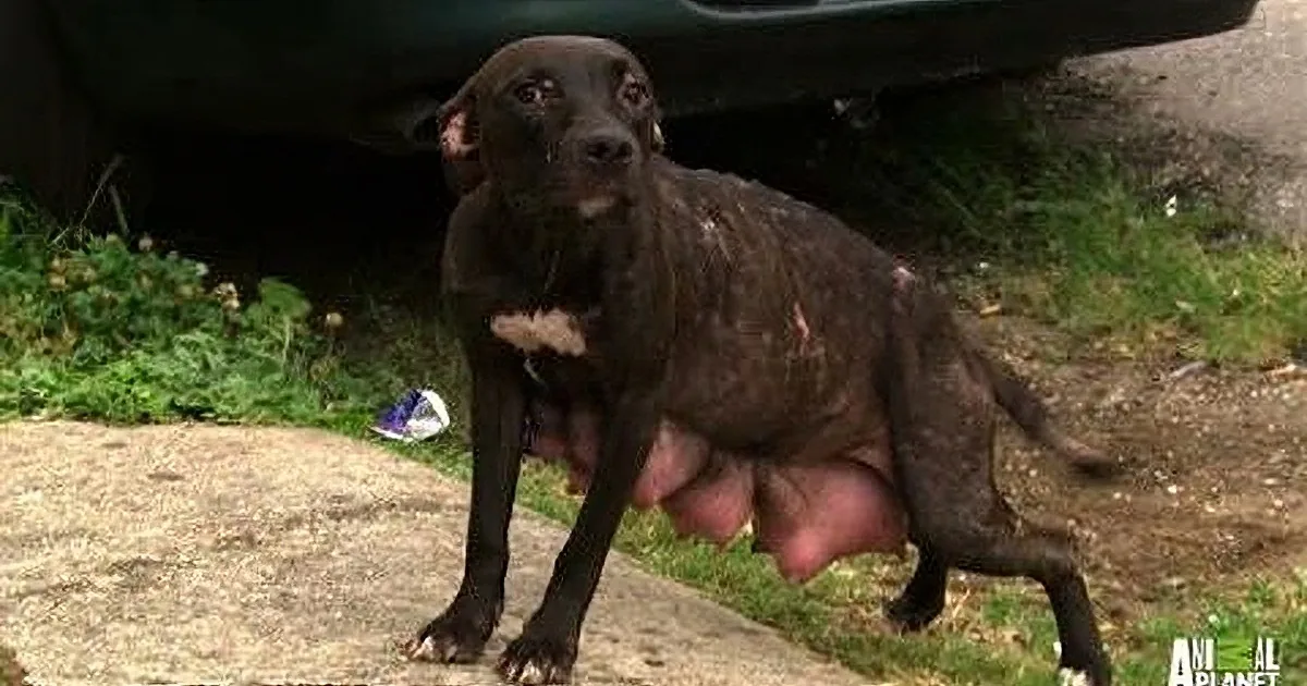 A black dog with a white patch stands on a concrete surface near a vehicle, with a person's hand visible behind it.