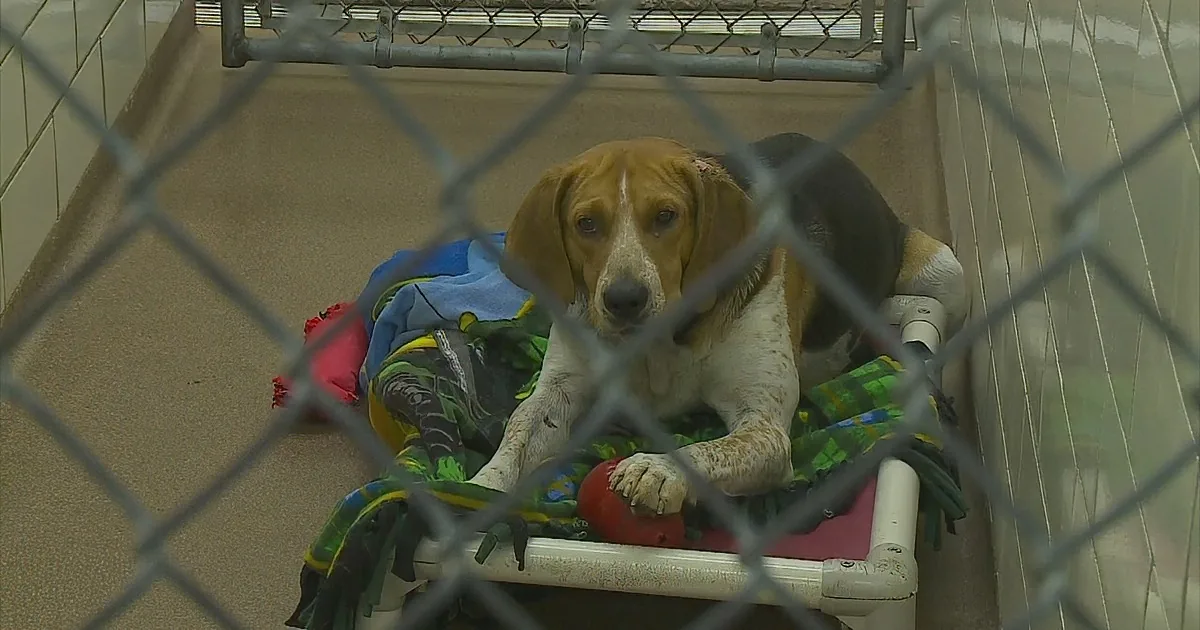 A beagle dog rests on a colorful blanket in a kennel, viewed through a chain-link fence.
