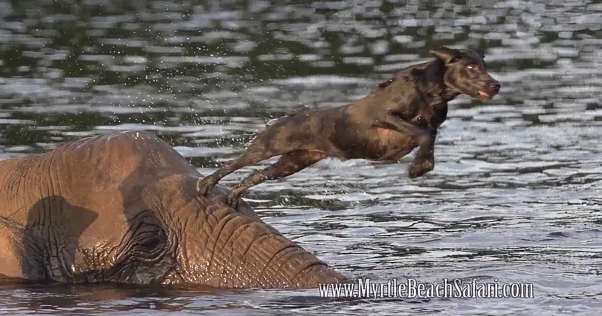 A dog leaps playfully over an elephant in a water body.