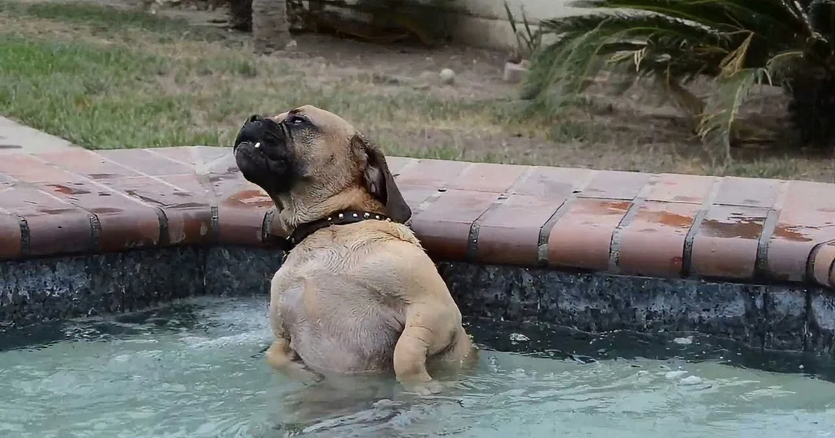 This Pooch Loves Relaxing in the Hot Tub After a Long Day
