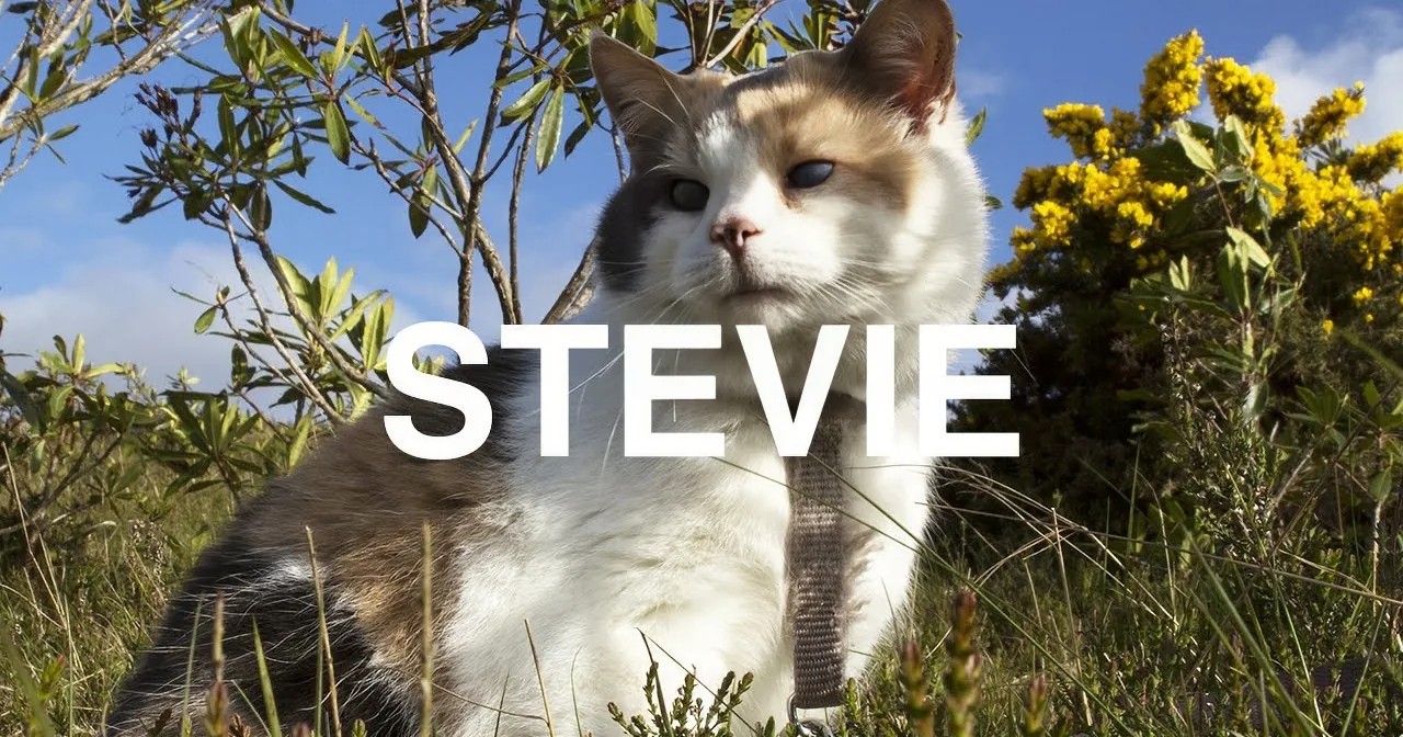 A white and gray cat with a harness sits in grass, surrounded by greenery and yellow flowers, with the word "STEVIE"...