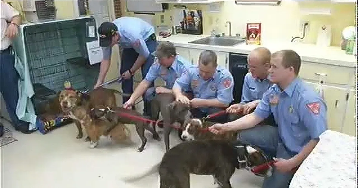 This Terrifying Fire Left Six Pitbulls and Their Owner Homeless! You Won't Believe How They Were Saved!