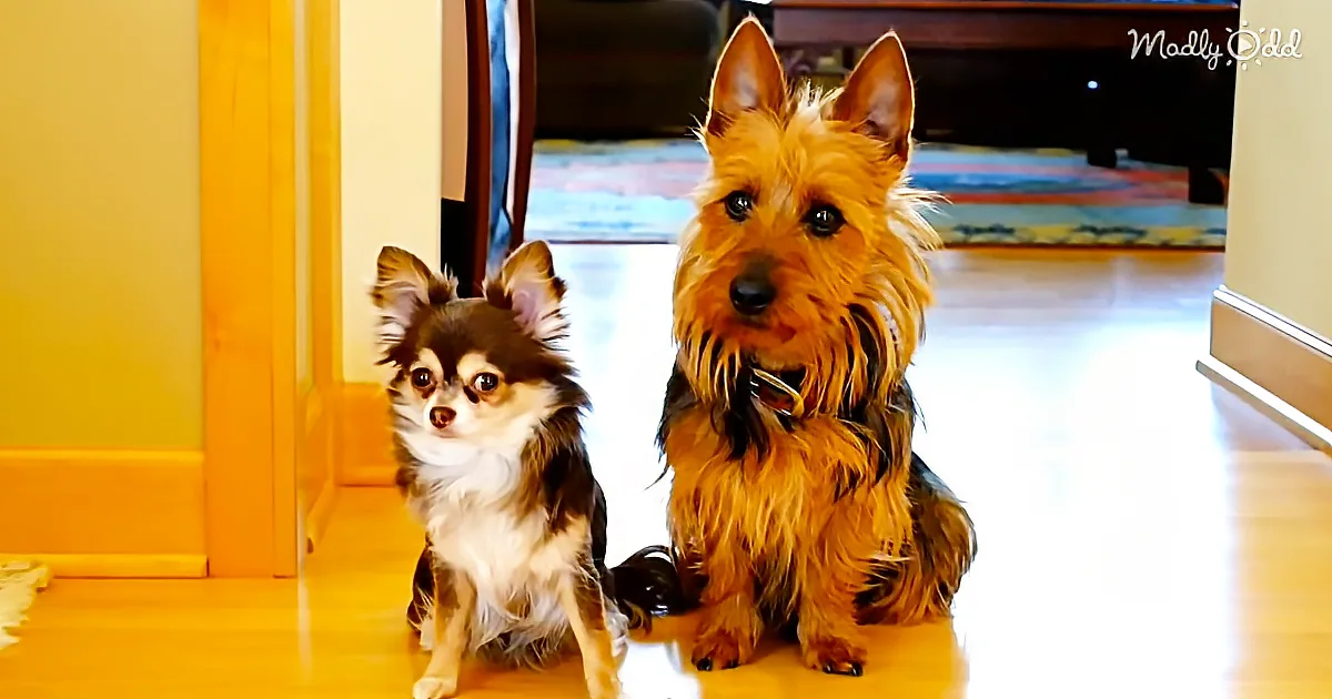 Two small dogs, one brown and one black and white, sit on a yellow floor in a brightly lit room.