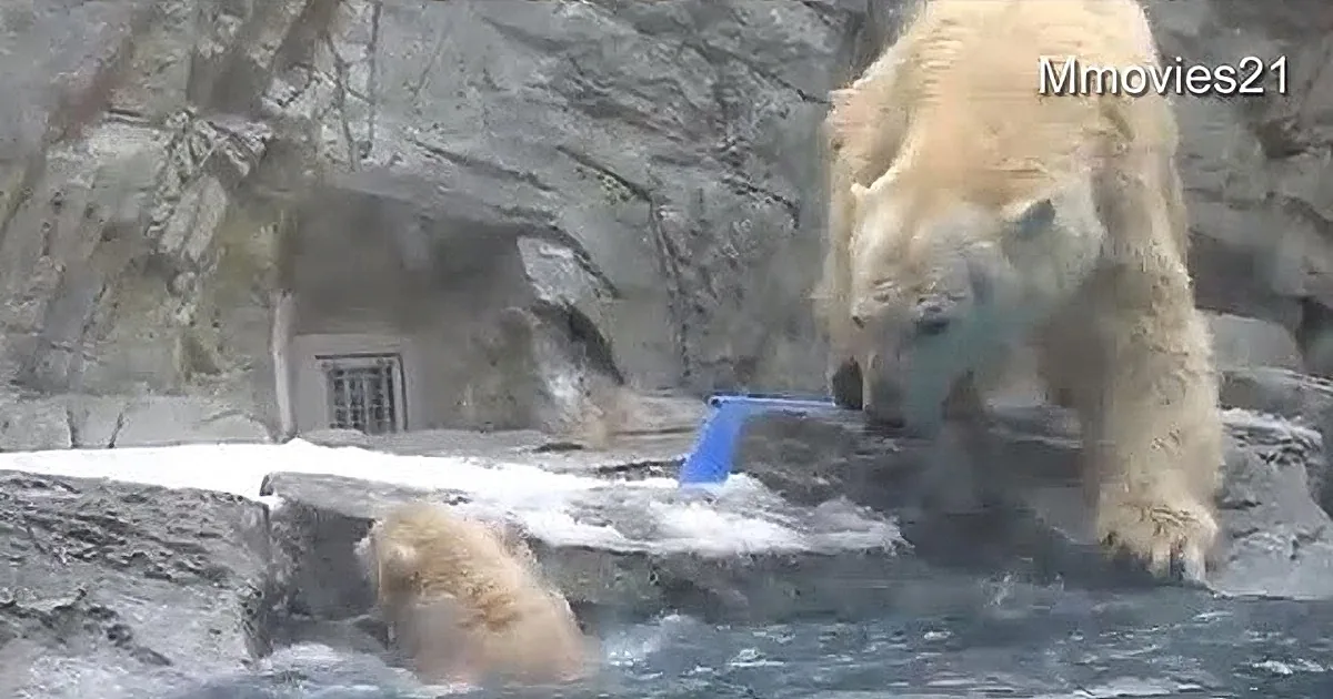 A polar bear and cub are in a zoo enclosure, with the cub playing in the water while the adult stands nearby.
