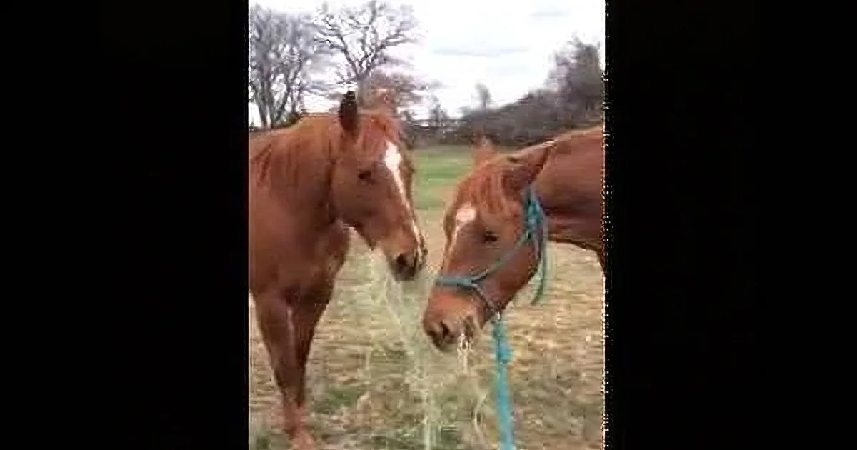 This Horse Carries Hay Across the Field. but When You See Who He Shares With? Aw!