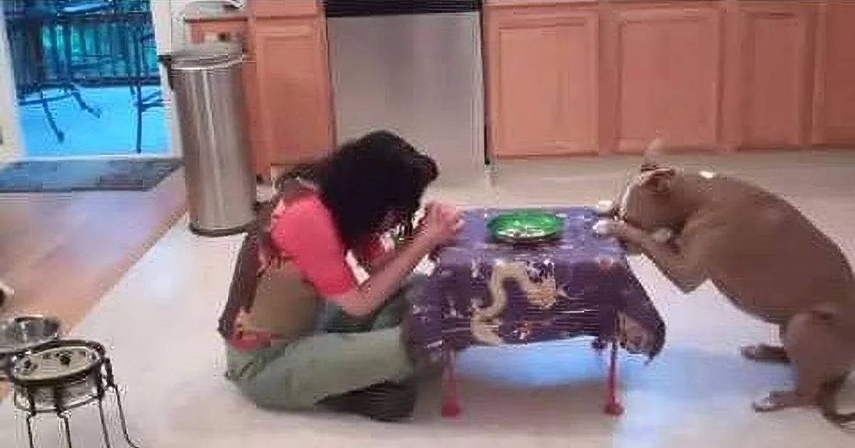A woman in a red shirt and green apron kneels on the floor, feeding a dog at a purple table.
