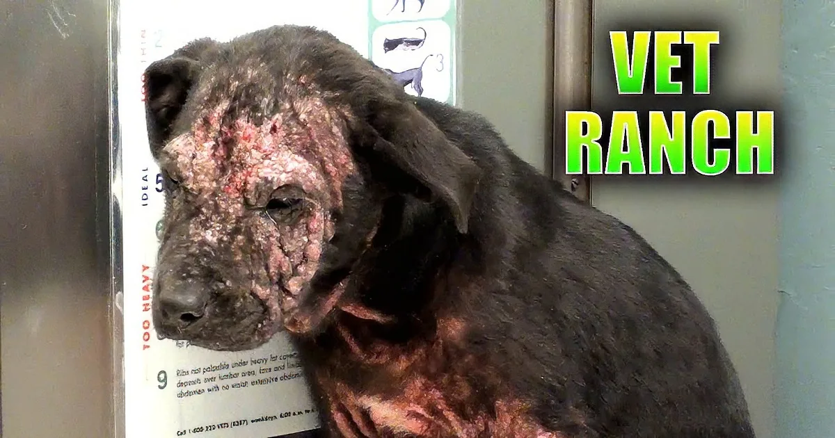 A severely malnourished black dog with visible ribs and scarring is shown, with "VET RANCH" text in the corner.