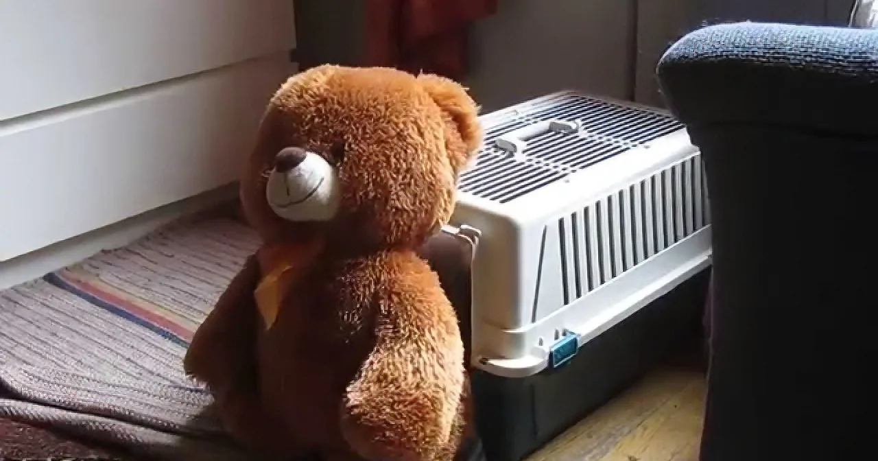This Daschund Puppy Won''t Go to Sleep Without His Teddy Bear! so Adorable!