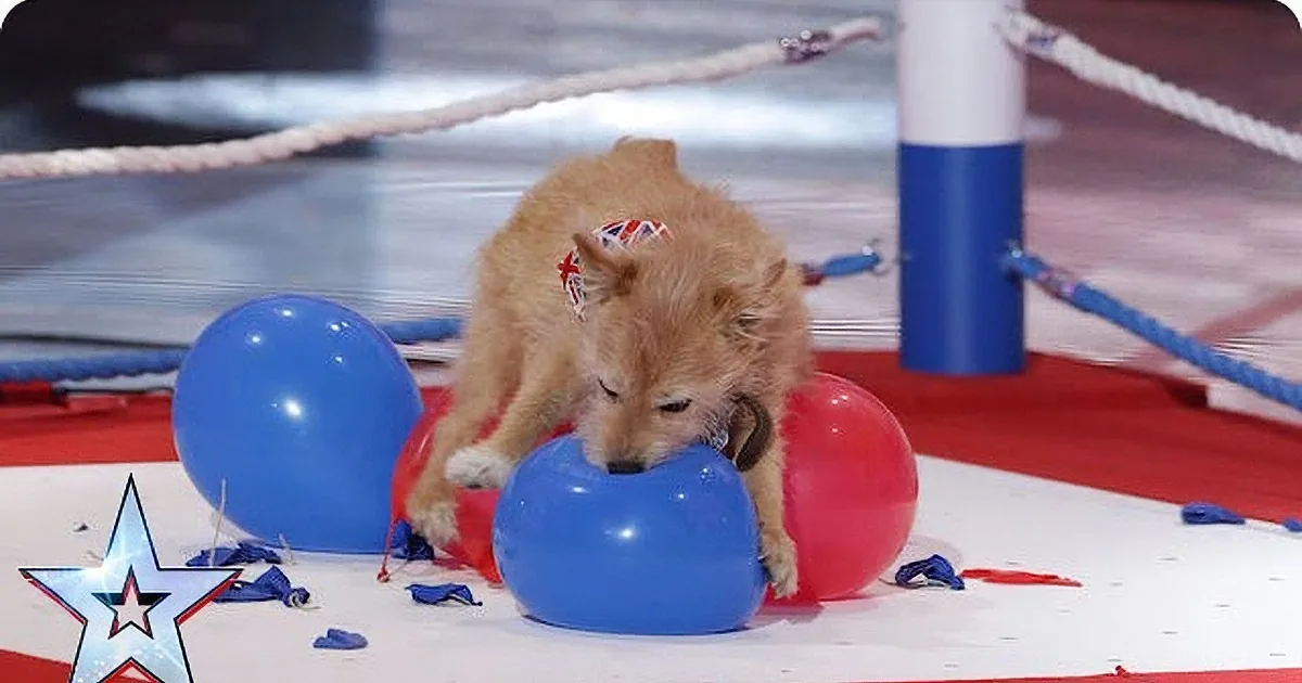 Dog Breaks the Most Fun World Record Ever! I Wish I Could Do This!