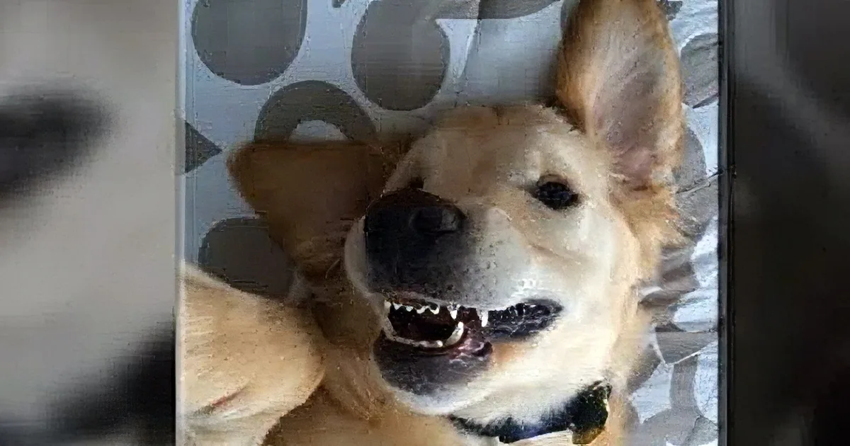 A happy golden retriever with its mouth open, looking up at the camera.