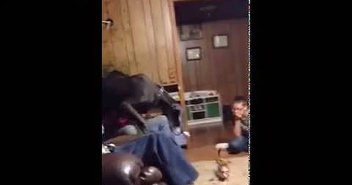 Tiny Chihuahua Wants to Play With His Big Friend, but Watch How He Reacts!