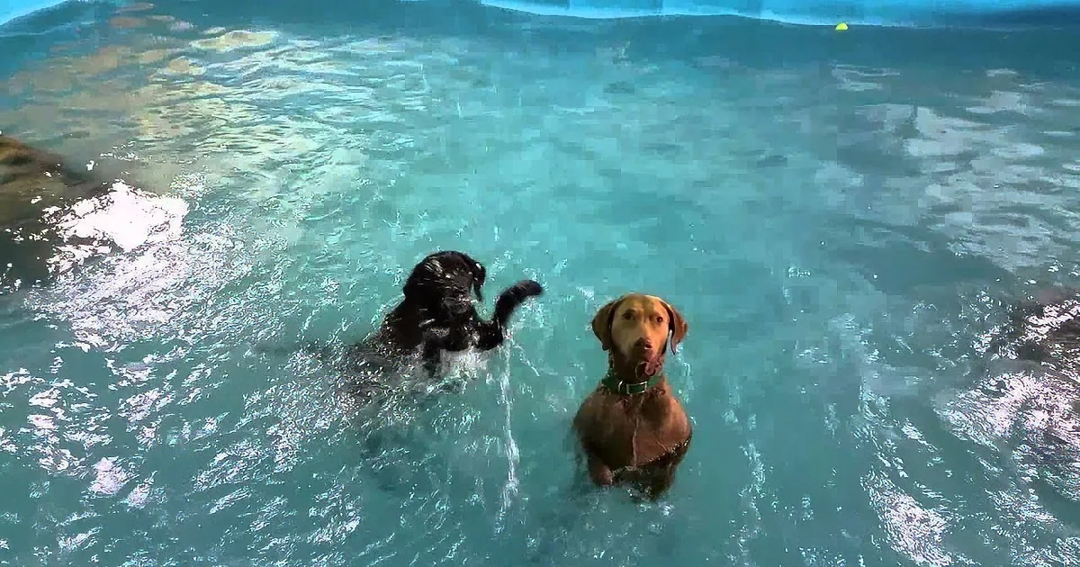 She Let Her Dogs Play in the Doggy Pool. Now Watch What the Black Lab Does...