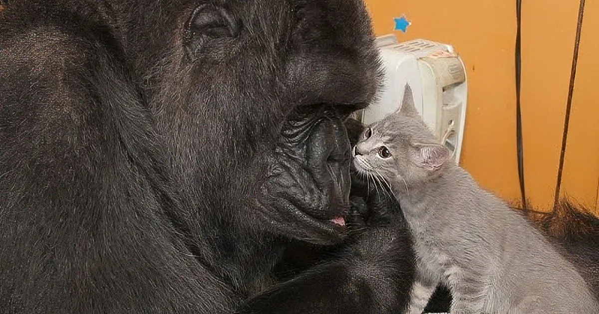 A gorilla and a cat are interacting closely, with the cat appearing curious and the gorilla looking calm.