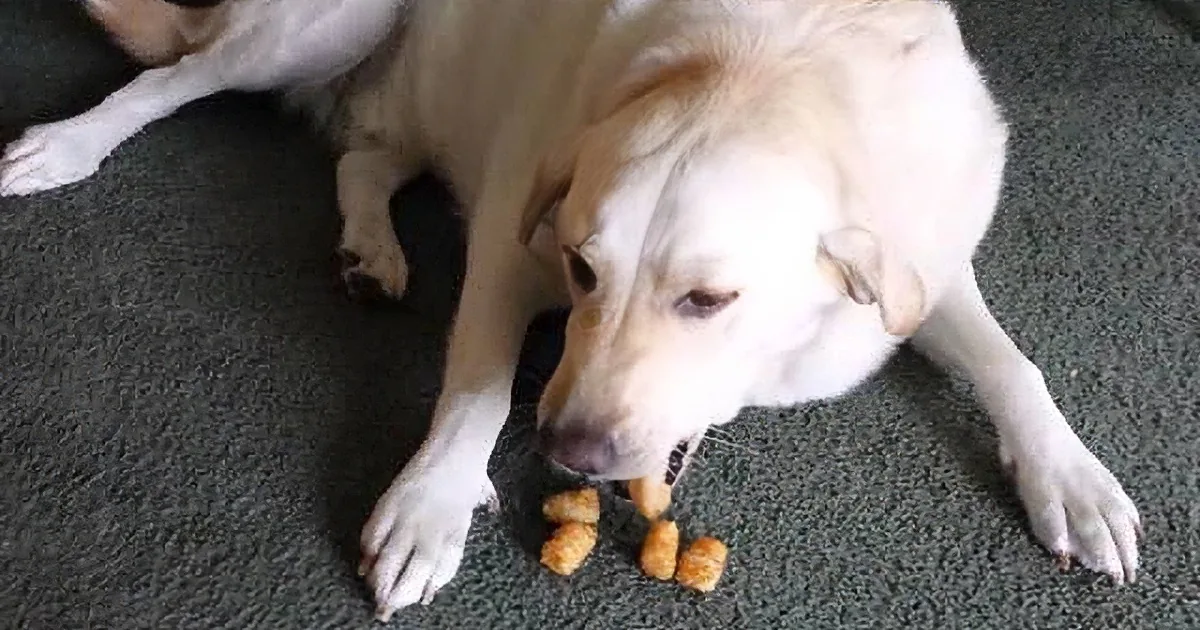 A white dog lies on a carpet, looking at scattered dog treats in front of it.