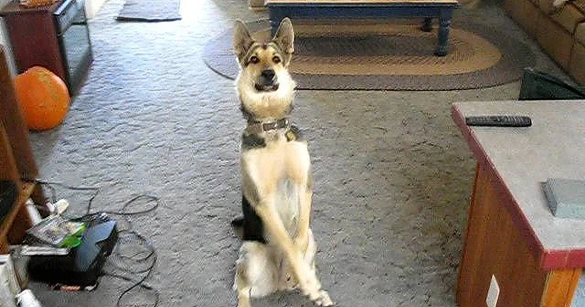 A German Shepherd dog sits on a carpeted floor, looking directly at the camera.