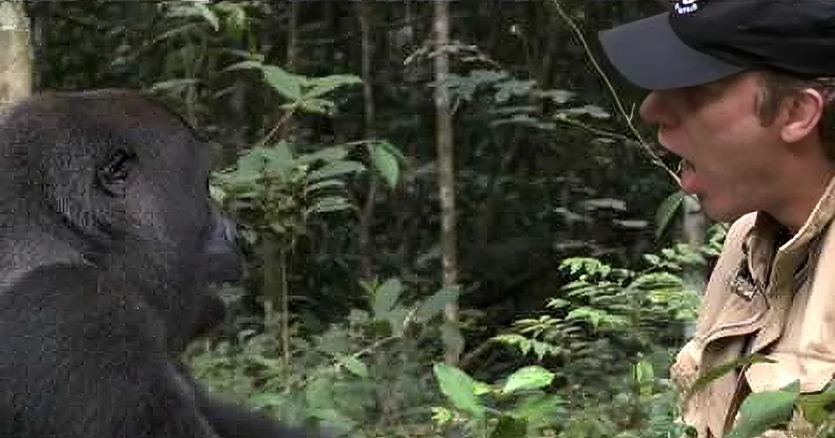 A man in a hat interacts with a gorilla in a lush forest setting.