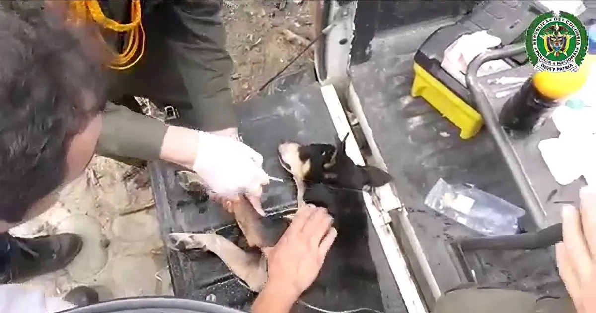 A Dog Was Clinging to Life in a Flash Flood... Now Watch Police Officers Do the Most Amazing Rescue!