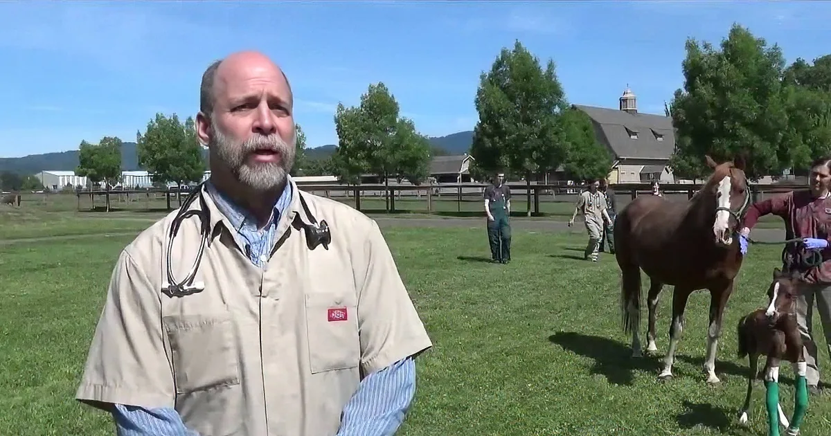 A man in a tan jacket stands in a grassy field with horses, including a foal with green leg wraps.