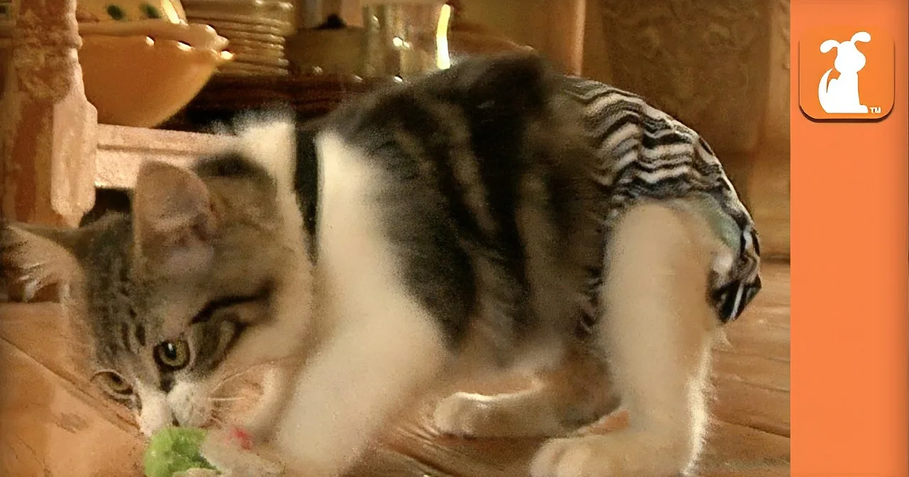 A playful cat in a striped outfit chases a toy on a wooden floor.