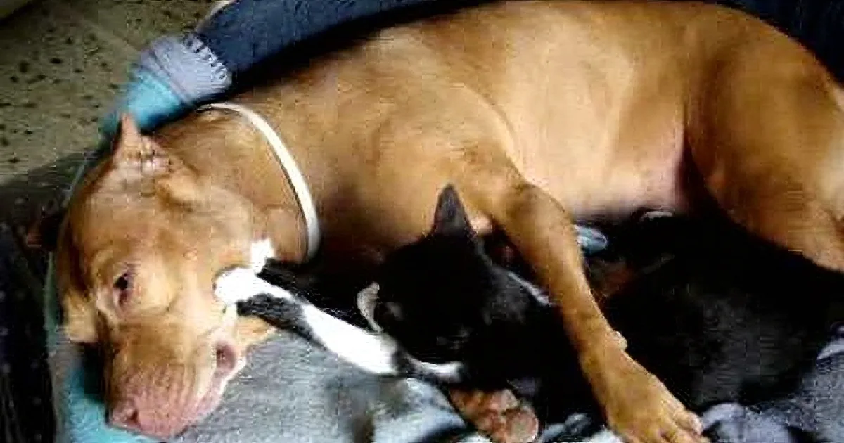 A large brown dog is lying down with a small black and white puppy, both resting on a blue blanket.