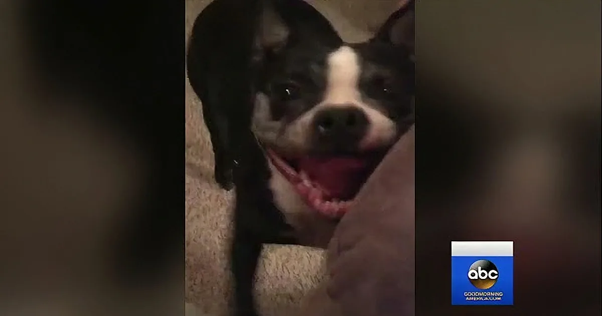 A happy black and white dog with a pink tongue sticking out, sitting on a beige couch.