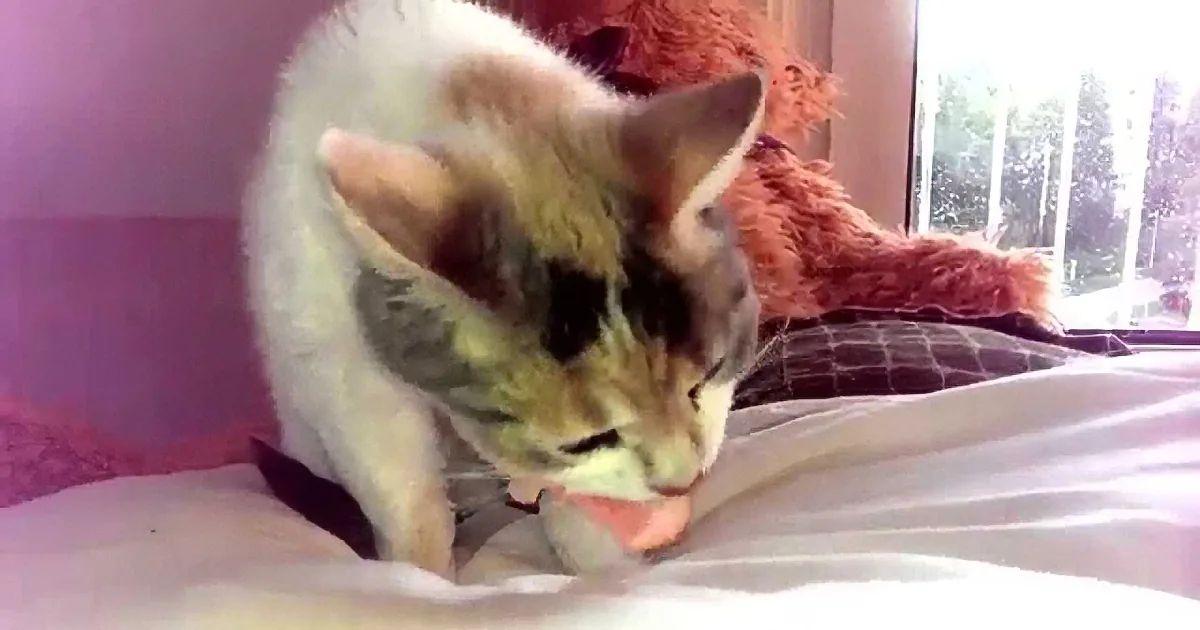 A fluffy cat with a white and brown coat is playing with a stuffed toy on a bed near a window.