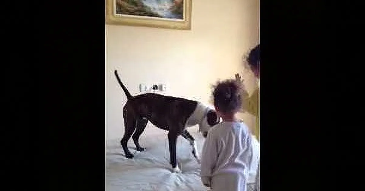 A child stands on a bed, facing a dog and an adult, all looking at a framed picture on the wall.