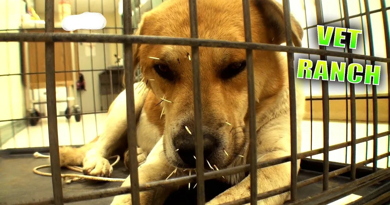 She Found This Homeless Dog Looking Fatigued and Hungry -- but Look Closely at His Nose!