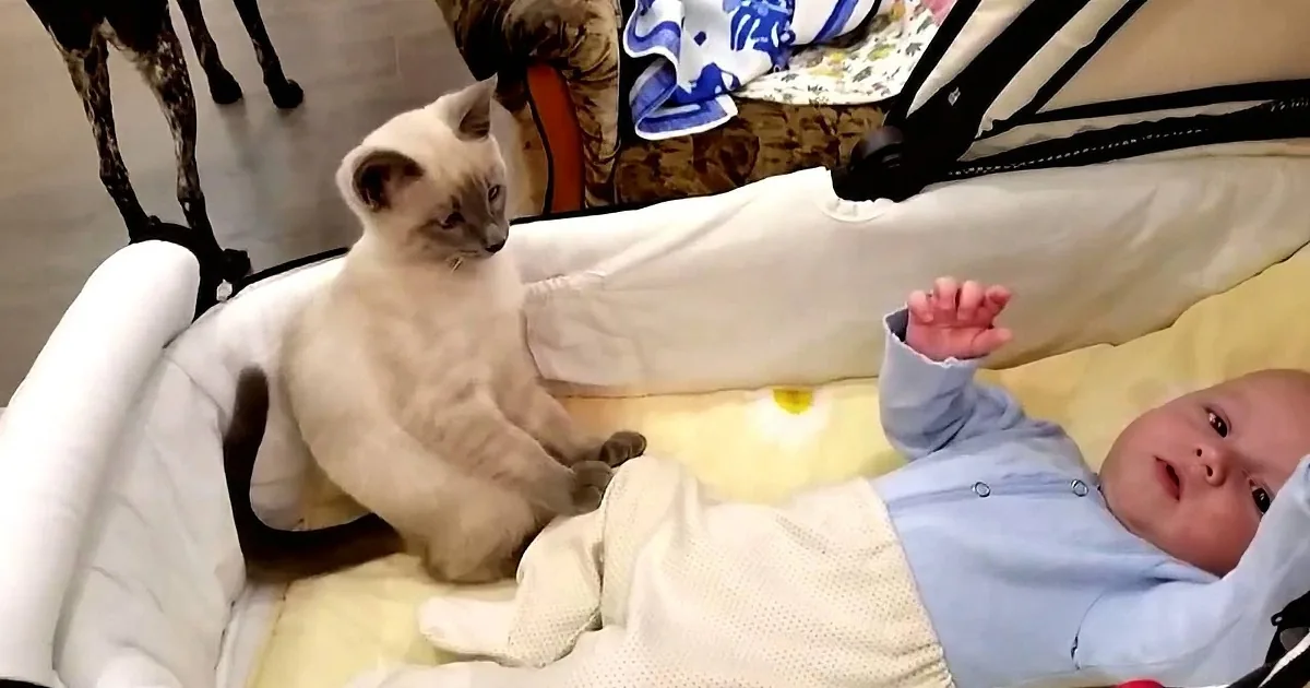 A baby in a stroller interacts with a curious Siamese kitten.